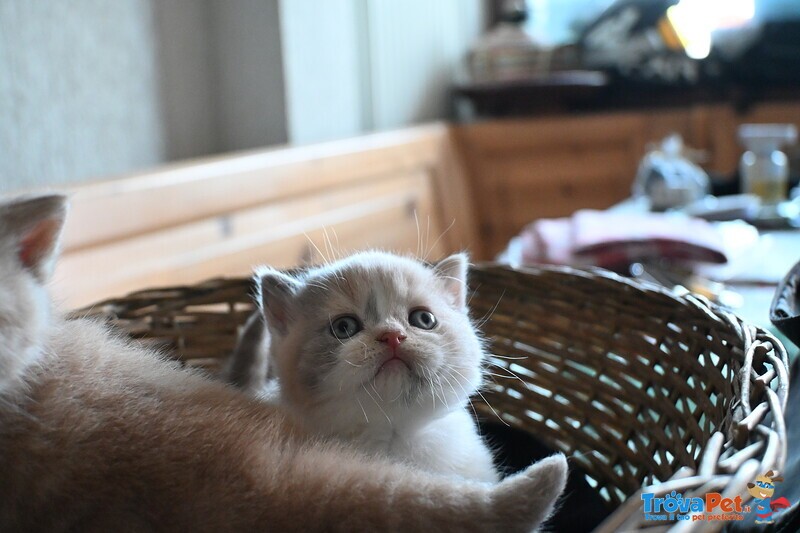Cuccioli British Shorthair con Pedigree - Foto n. 3