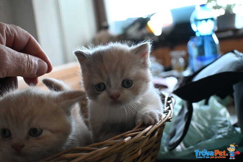 Cuccioli British Shorthair con Pedigree - Foto n. 4