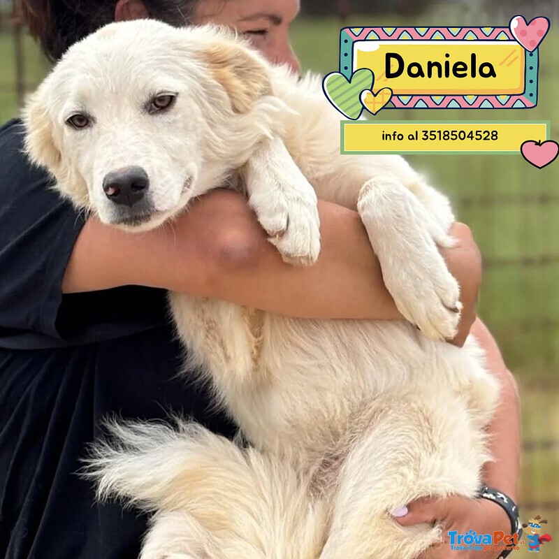 Daniela - Cucciola 10 mesi Cerca casa - in Adozione - Foto n. 1