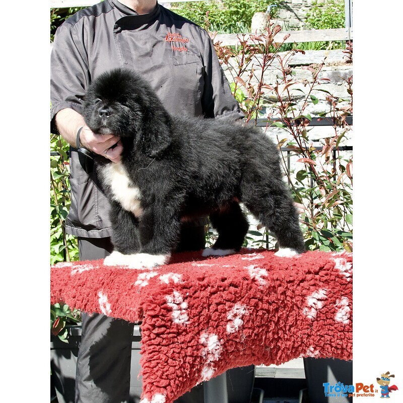 Cuccioli Terranova Disponibili - Foto n. 2