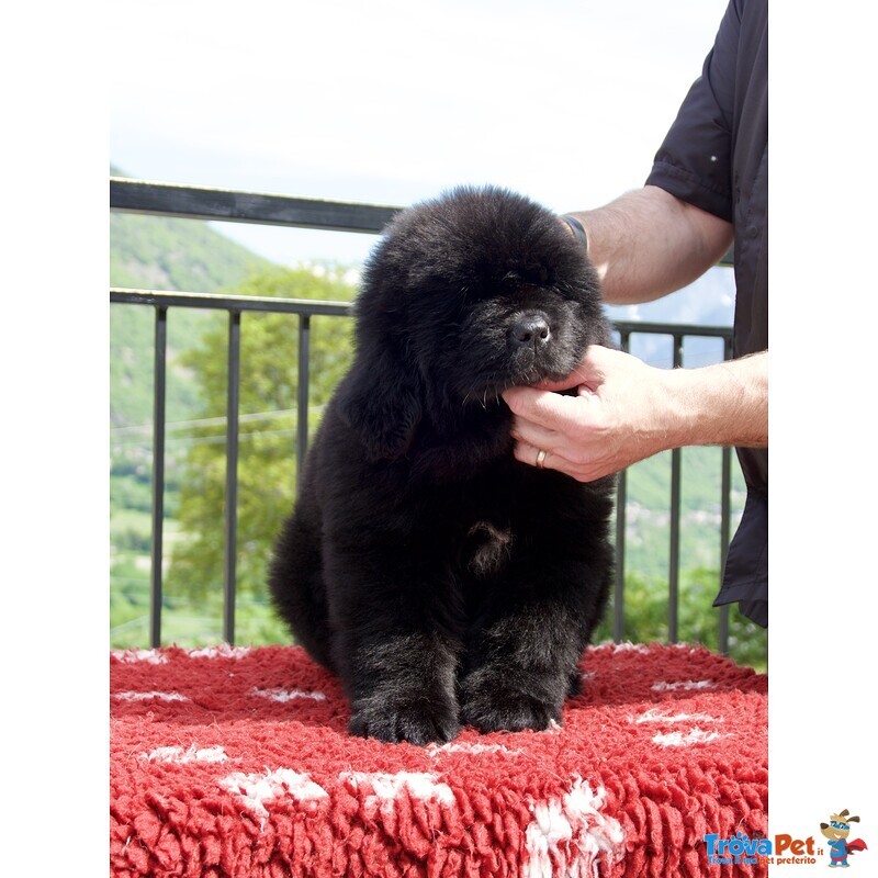 Cuccioli Terranova Disponibili - Foto n. 4