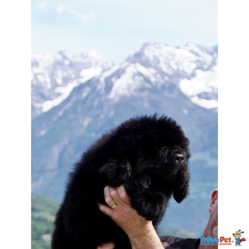 Cuccioli Terranova Disponibili - Foto n. 5