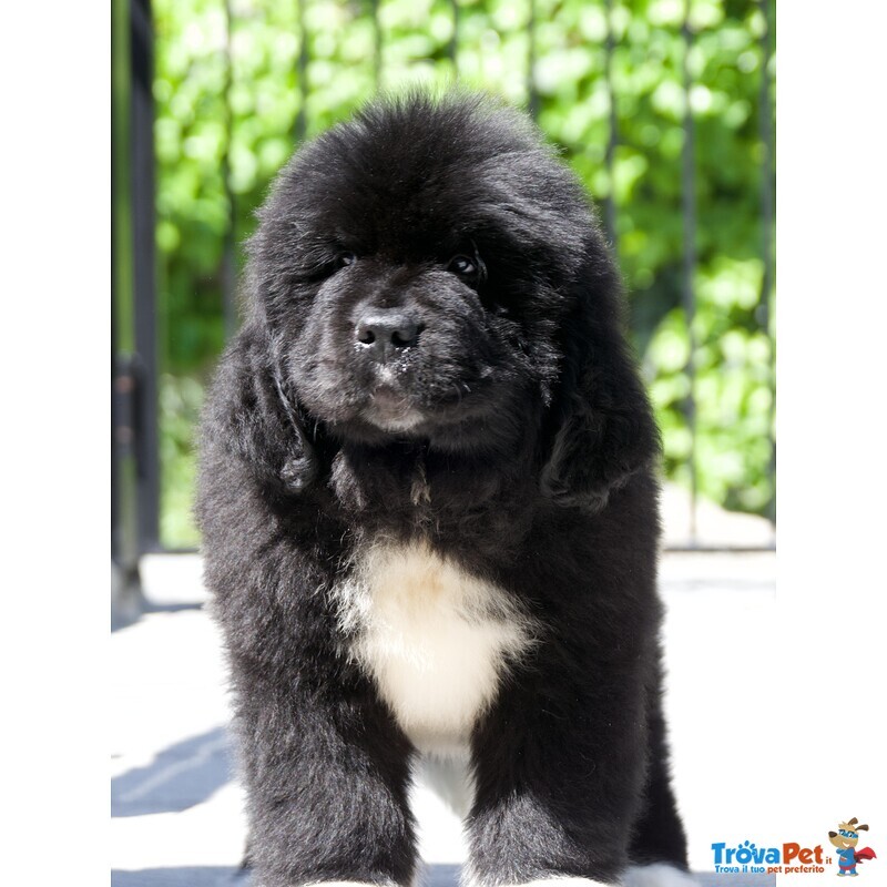 Cuccioli Terranova Disponibili - Foto n. 6