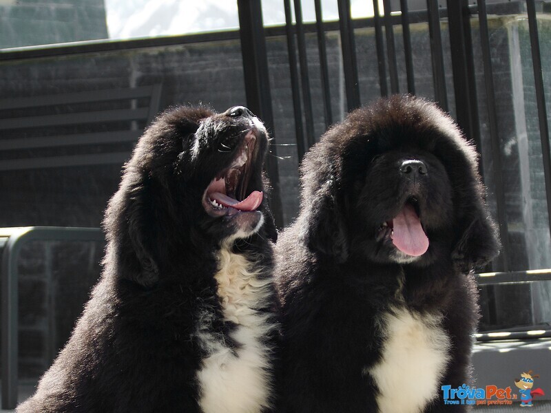 Cuccioli Terranova Disponibili - Foto n. 7