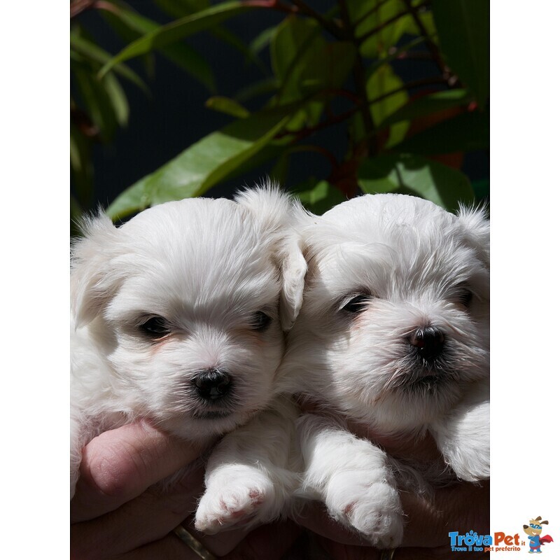 Cucciolo Maltese Disponibile - Foto n. 1