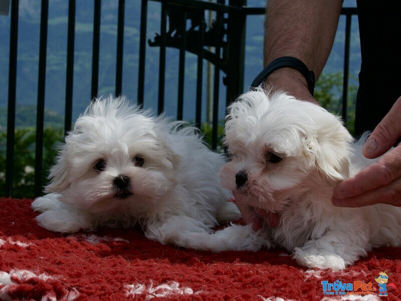 Cucciolo Maltese Disponibile - Foto n. 3