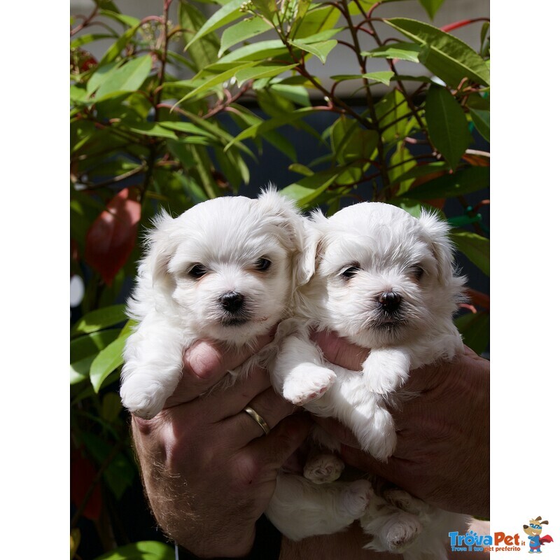 Cucciolo Maltese Disponibile - Foto n. 4