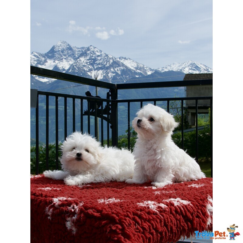 Cucciolo Maltese Disponibile - Foto n. 5