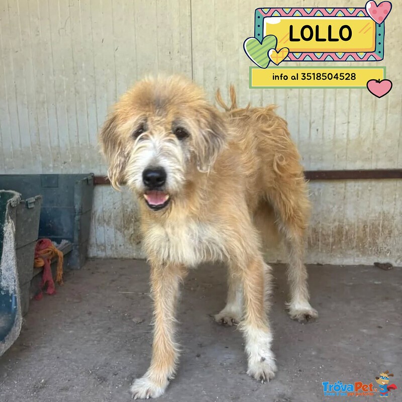Lollo 9 anni Cerca casa - Tanti anni Passati in Canile - in Adozione!! - Foto n. 1