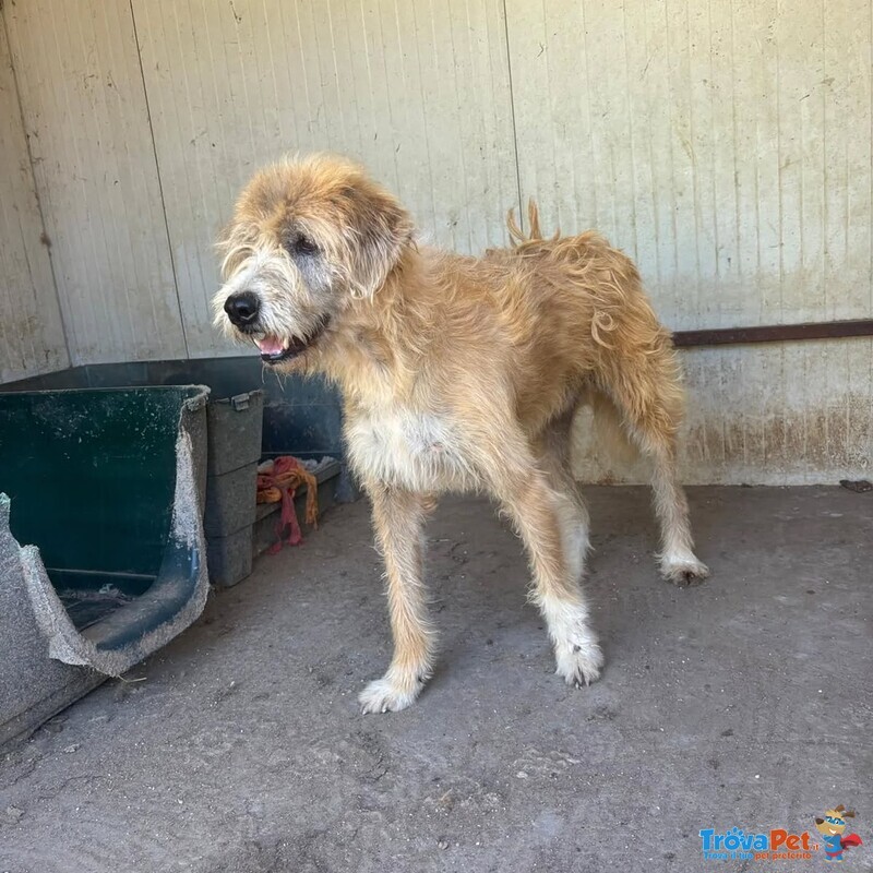 Lollo 9 anni Cerca casa - Tanti anni Passati in Canile - in Adozione!! - Foto n. 2