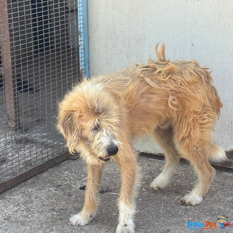 Lollo 9 anni Cerca casa - Tanti anni Passati in Canile - in Adozione!! - Foto n. 3