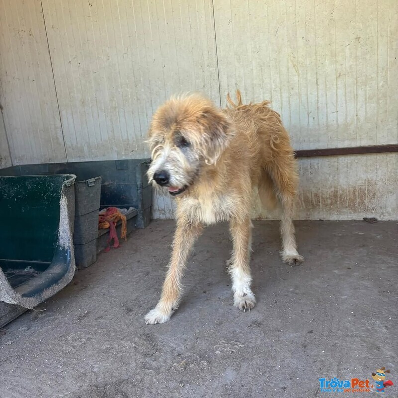 Lollo 9 anni Cerca casa - Tanti anni Passati in Canile - in Adozione!! - Foto n. 4