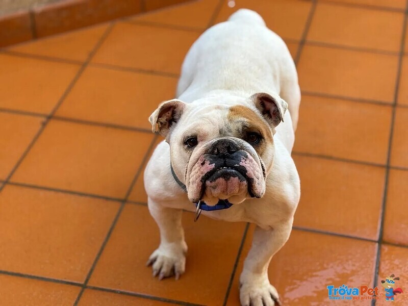 Polda - Bulldog Inglese Cerca casa - in Adozione - Foto n. 2