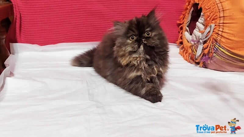 Cuccioli di Persiano - Foto n. 1