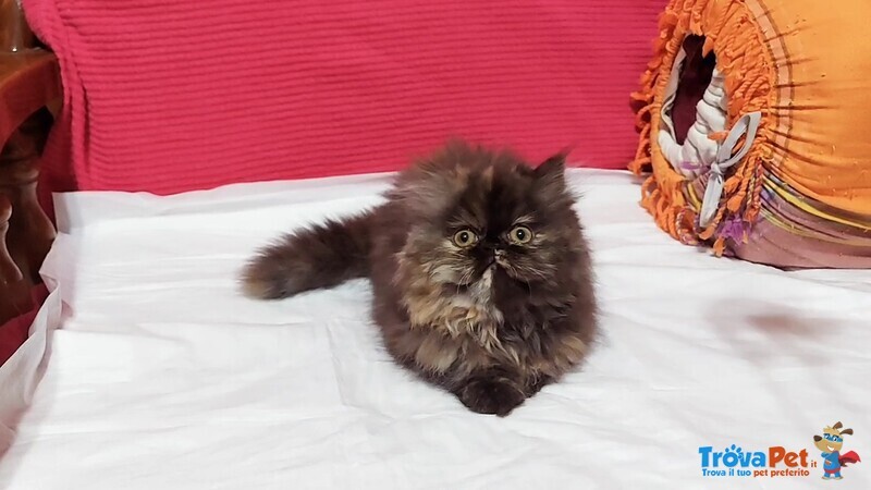 Cuccioli di Persiano - Foto n. 2