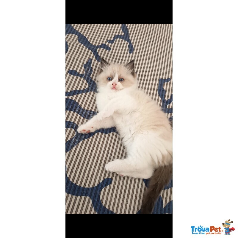 Cuccioli Ragdoll - Foto n. 2