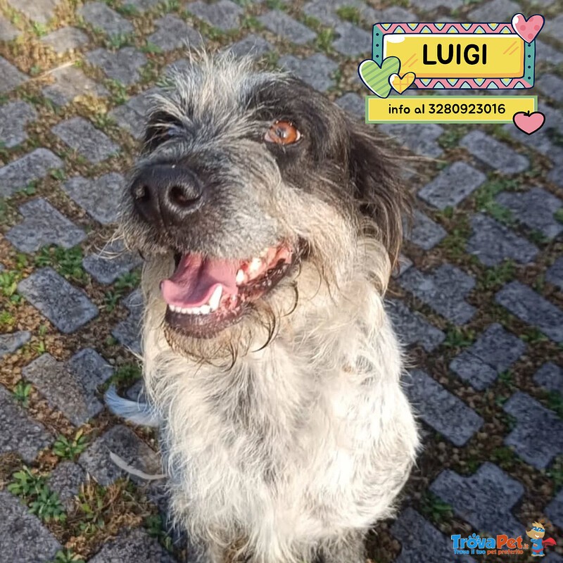 Luigi Dolce Cagnolino 3 anni e Mezzo Cerca casa - in Adozione - Foto n. 1