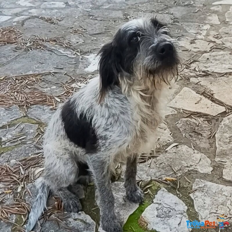 Luigi Dolce Cagnolino 3 anni e Mezzo Cerca casa - in Adozione - Foto n. 2