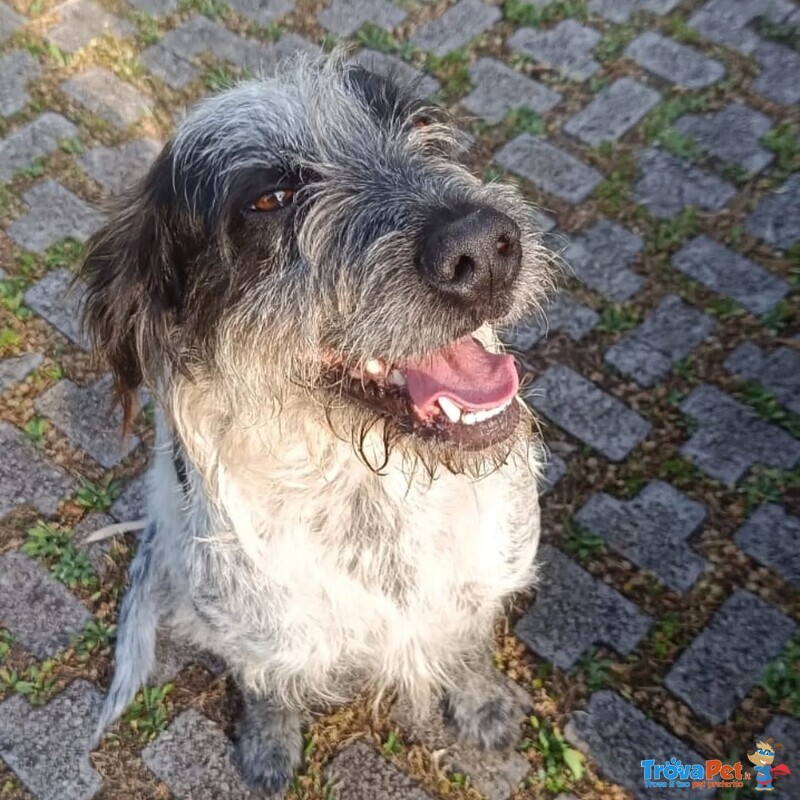 Luigi Dolce Cagnolino 3 anni e Mezzo Cerca casa - in Adozione - Foto n. 3