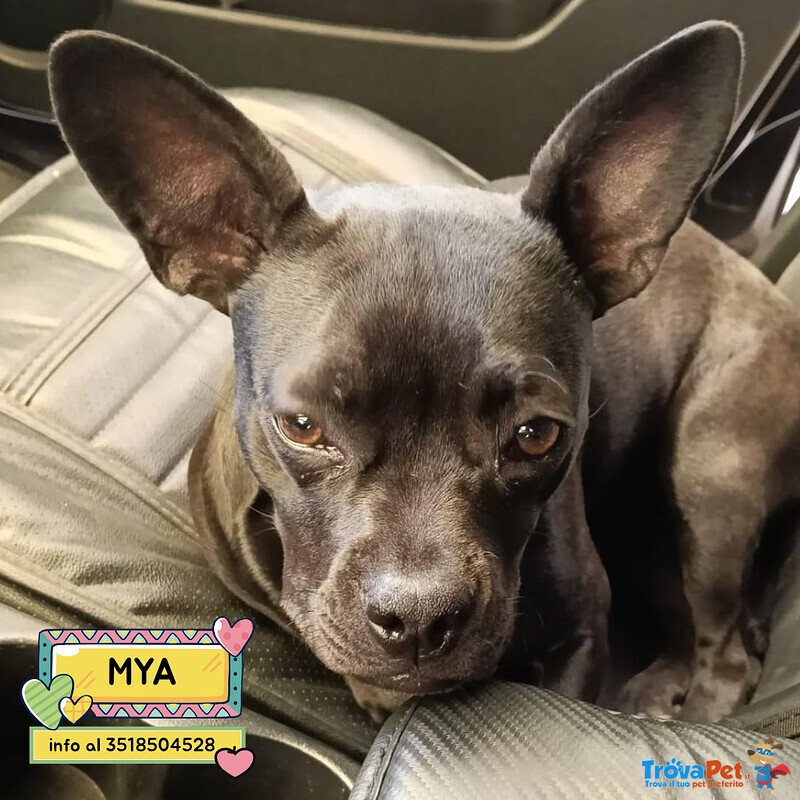Mya Dolce Cucciolina 8 mesi Cerca casa - Adozione Incrocio Bouledogue Francese e Chihuahua - Foto n. 1