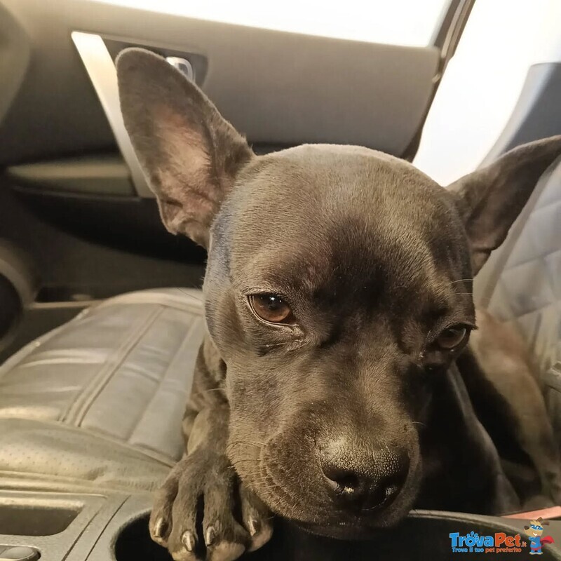 Mya Dolce Cucciolina 8 mesi Cerca casa - Adozione Incrocio Bouledogue Francese e Chihuahua - Foto n. 2