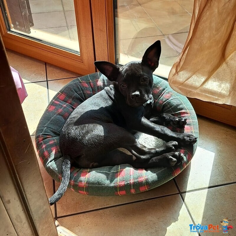 Mya Dolce Cucciolina 8 mesi Cerca casa - Adozione Incrocio Bouledogue Francese e Chihuahua - Foto n. 4
