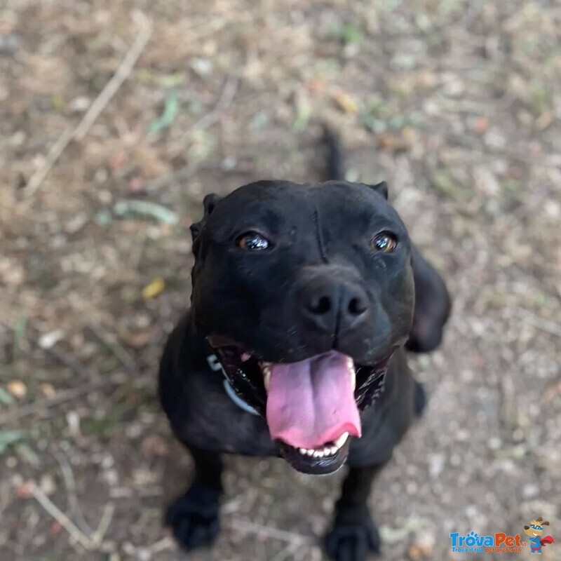 Sparta Cagnolina 4 anni Cerca casa - in Adozione - Foto n. 3