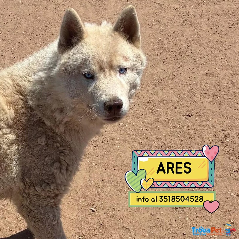 Ares - Siberian Husky 1 anno Cerca casa - in Adozione - Foto n. 1