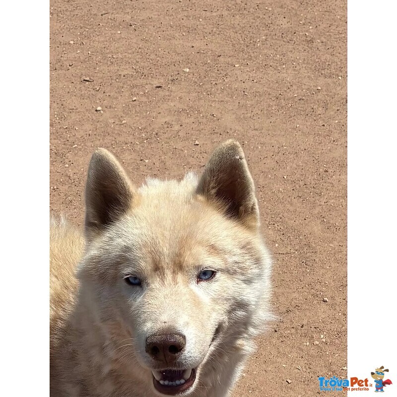 Ares - Siberian Husky 1 anno Cerca casa - in Adozione - Foto n. 2