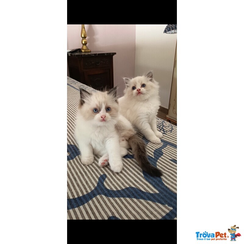 Cuccioli Ragdoll - Foto n. 1