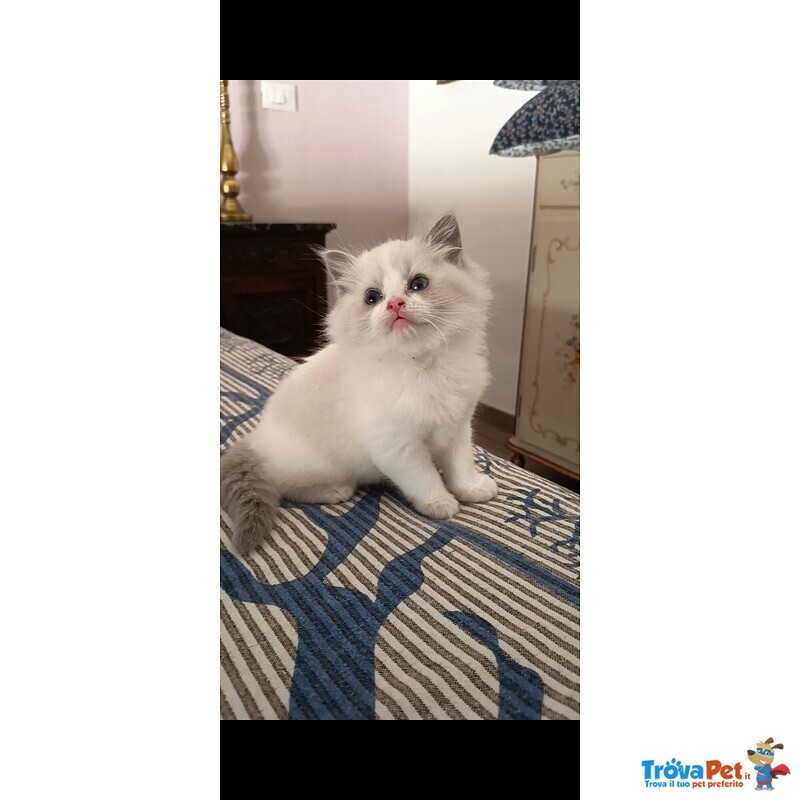 Cuccioli Ragdoll - Foto n. 3