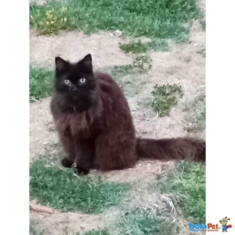 Sofia Dolce Gattina Cerca casa - Adozione Micina 12 Anni - Foto n. 2
