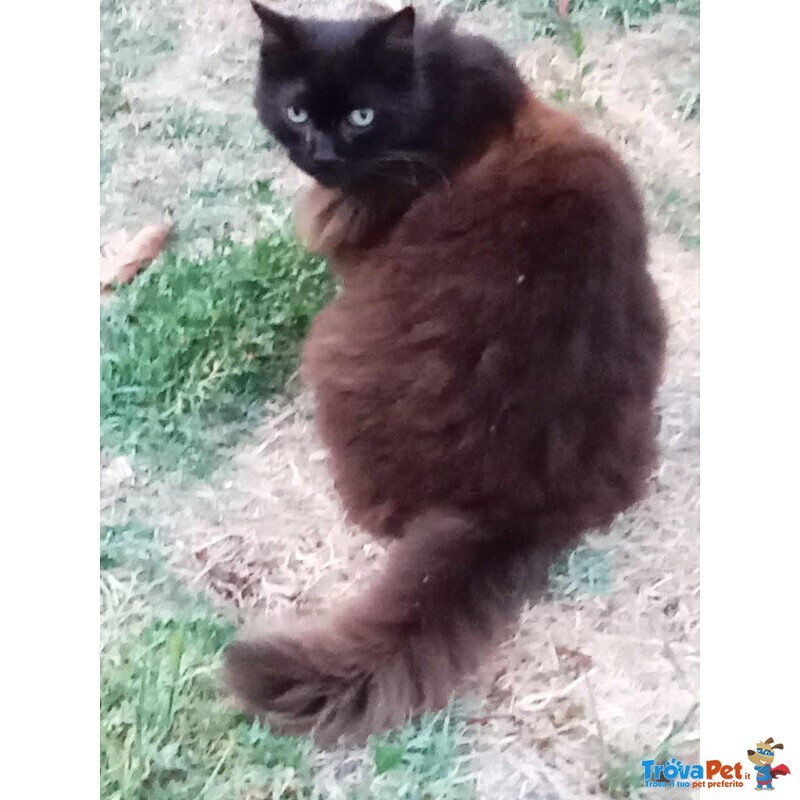 Sofia Dolce Gattina Cerca casa - Adozione Micina 12 Anni - Foto n. 3