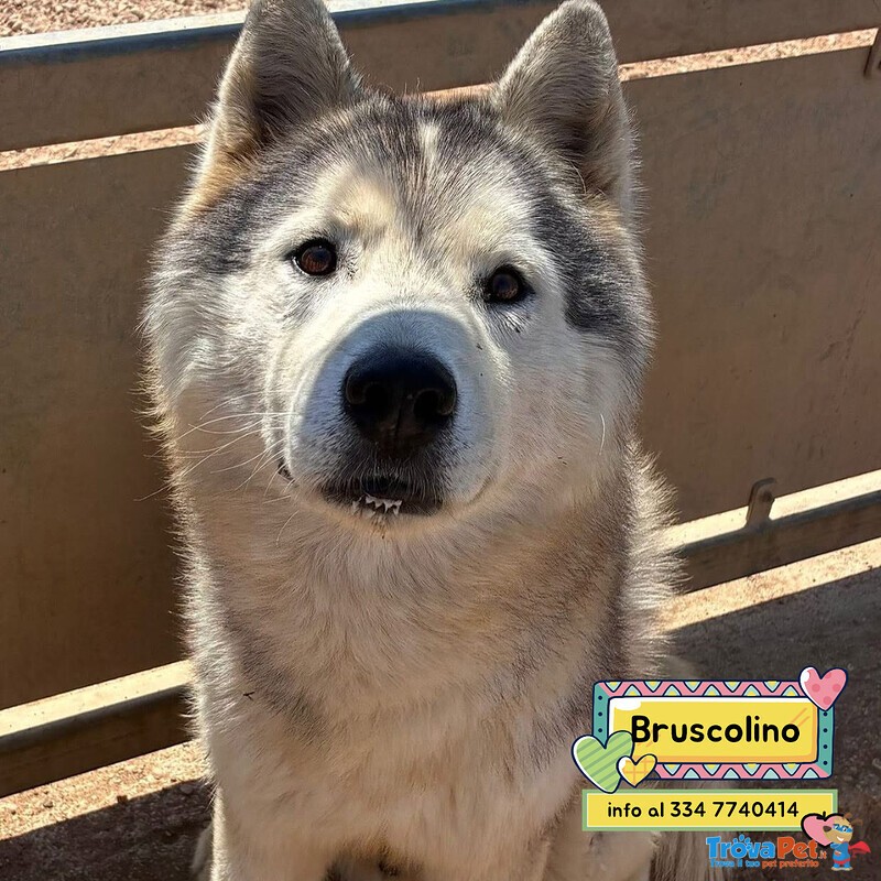 Bruscolino Splendido Siberian Husky Maschio 5 anni Cerca casa - in Adozione - Foto n. 1