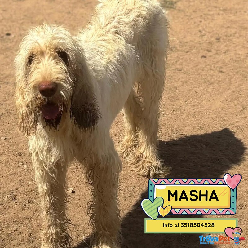 Masha Splendia Spinone Italiano 11 mesi Cerca Casa - Foto n. 1
