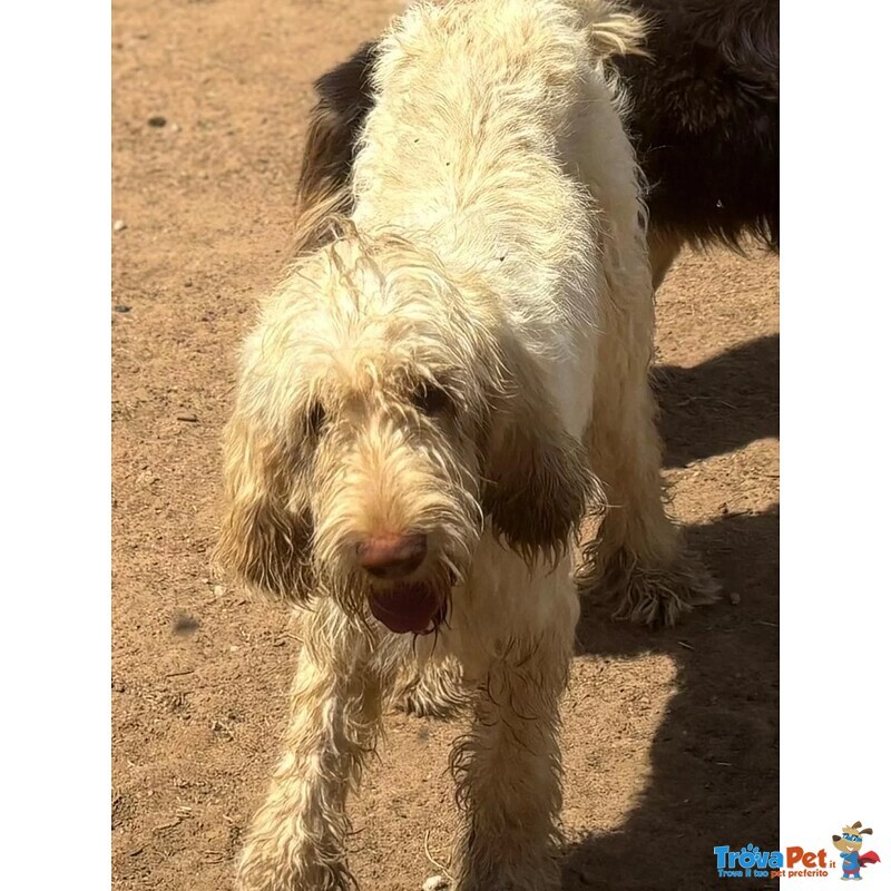 Masha Splendia Spinone Italiano 11 mesi Cerca Casa - Foto n. 2