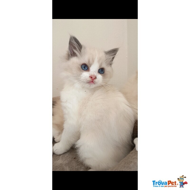 Cucciola Ragdoll - Foto n. 2