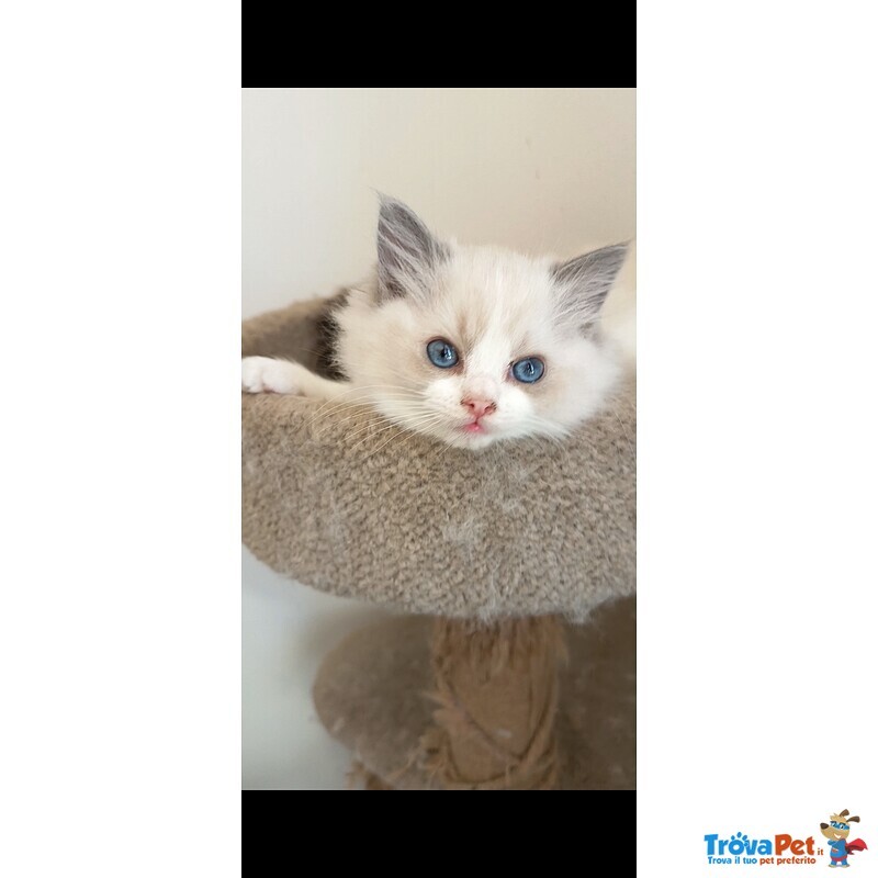 Cucciola Ragdoll - Foto n. 3