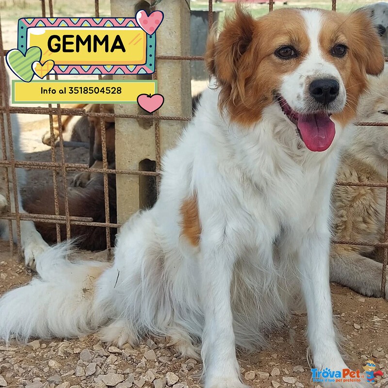 Gemma Dolce Cagnolina Taglia Medio Piccola Cerca casa - in Adozione - Foto n. 1