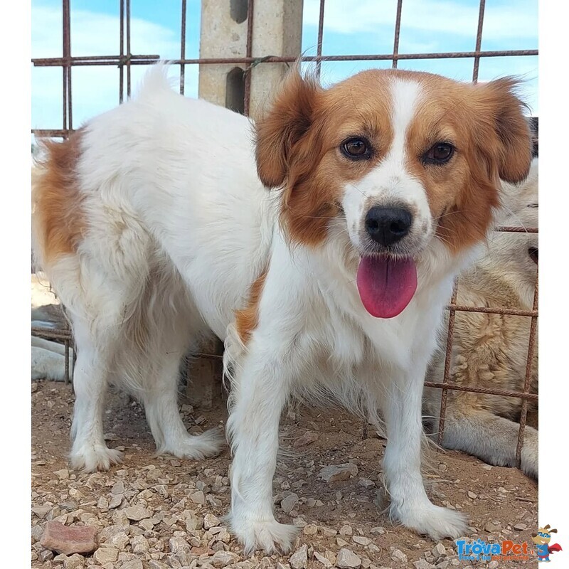 Gemma Dolce Cagnolina Taglia Medio Piccola Cerca casa - in Adozione - Foto n. 3