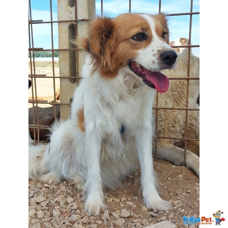 Gemma Dolce Cagnolina Taglia Medio Piccola Cerca casa - in Adozione - Foto n. 4
