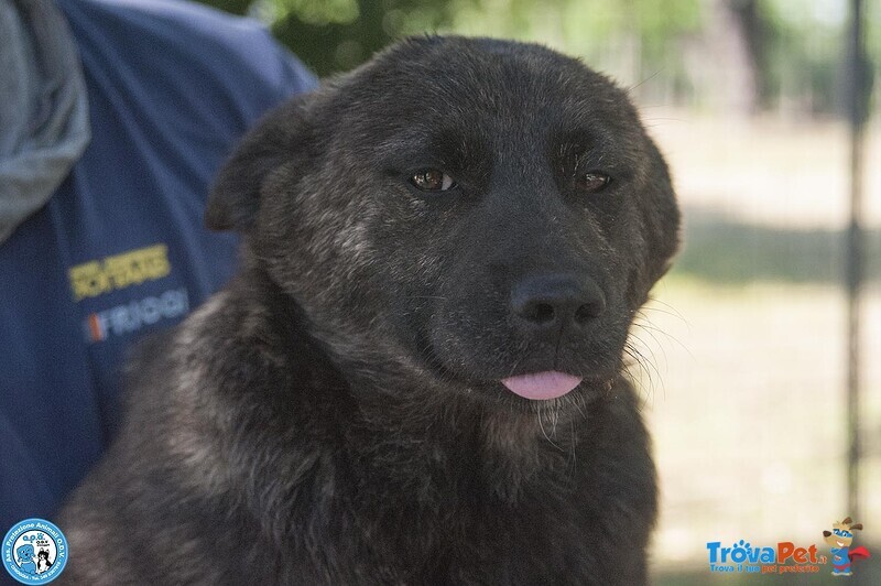 Attenzione! 6 Trudy, alto Tasso di Morbidezza in Rifugio… - Foto n. 3