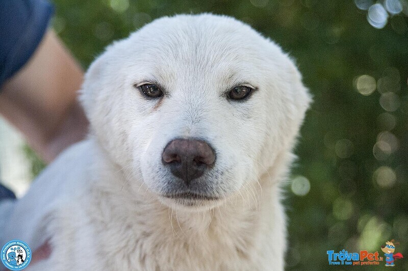Attenzione! 6 Trudy, alto Tasso di Morbidezza in Rifugio… - Foto n. 4