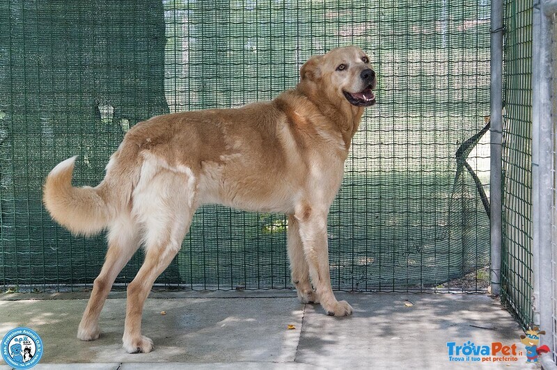 Artu’: il Gigante Buono che Aspetta il suo Regno - Foto n. 3
