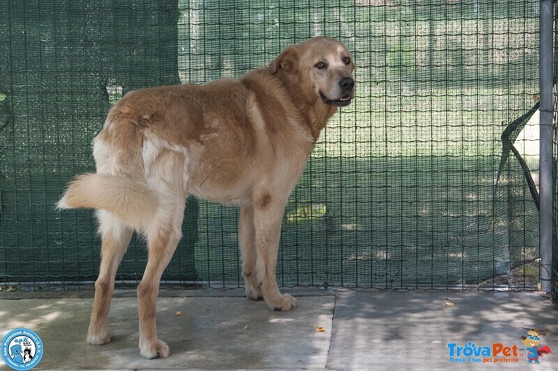 Artu’: il Gigante Buono che Aspetta il suo Regno - Foto n. 4