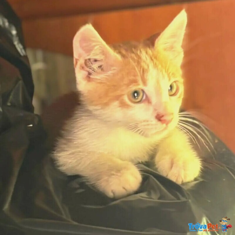 Giacomino Dolce Gattino 2 mesi Cerca casa - in Adozione - Foto n. 2