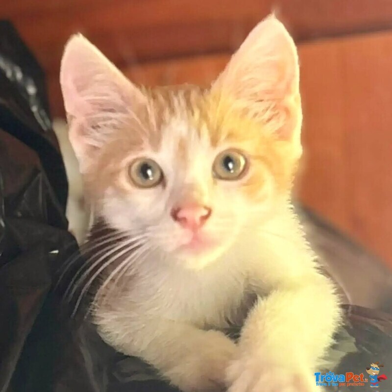 Giacomino Dolce Gattino 2 mesi Cerca casa - in Adozione - Foto n. 3