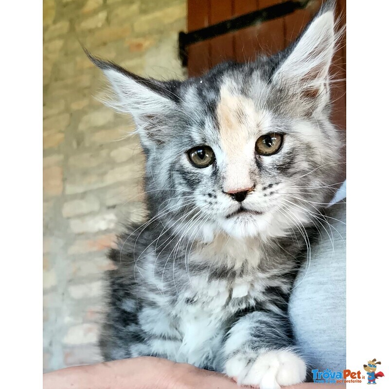 Cucciole di Maine coon Linea Russa - Foto n. 2
