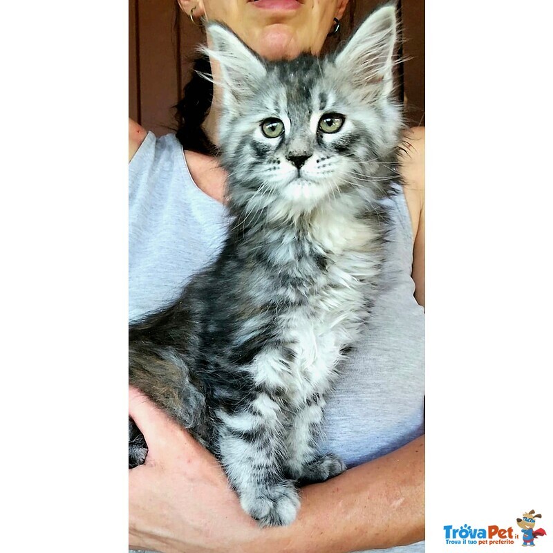 Cucciole di Maine coon Linea Russa - Foto n. 3