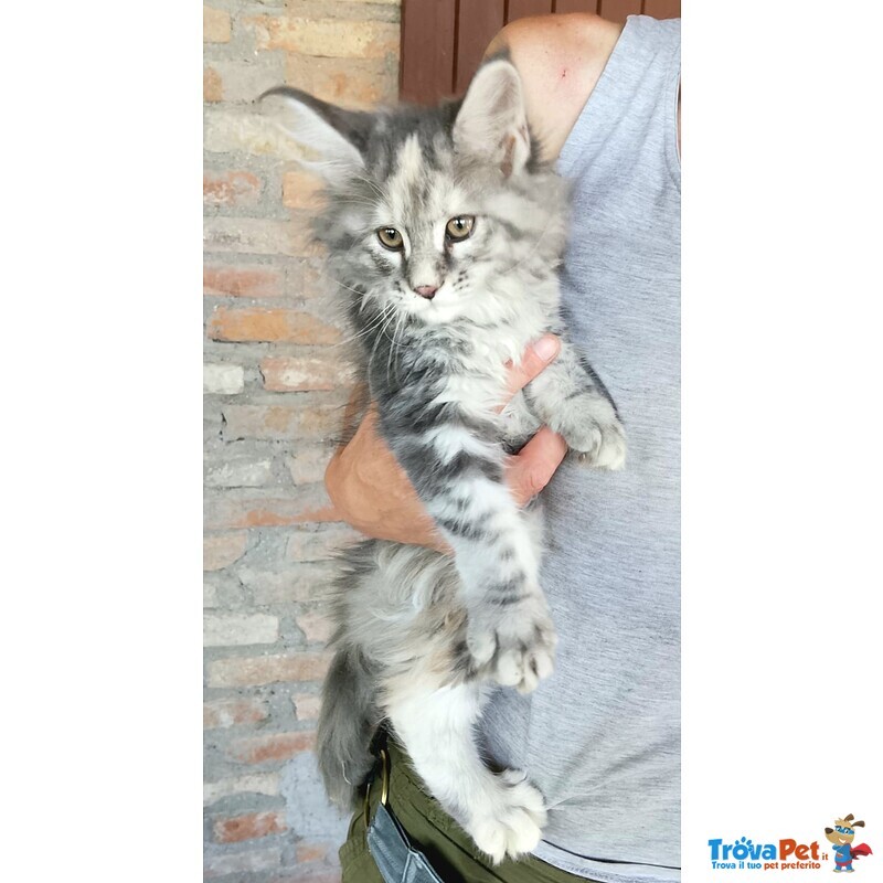 Cucciole di Maine coon Linea Russa - Foto n. 4